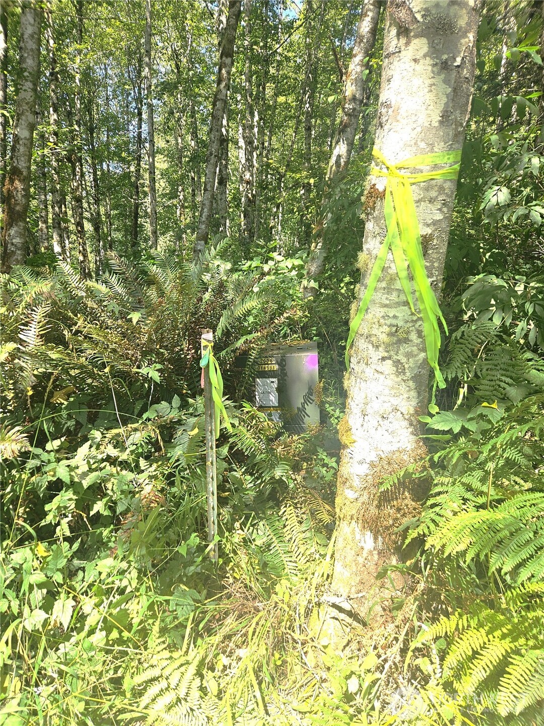 0 Thompson Road Port Angeles, WA 98363 - Photo 15 of 15 a close up of a plant in a garden