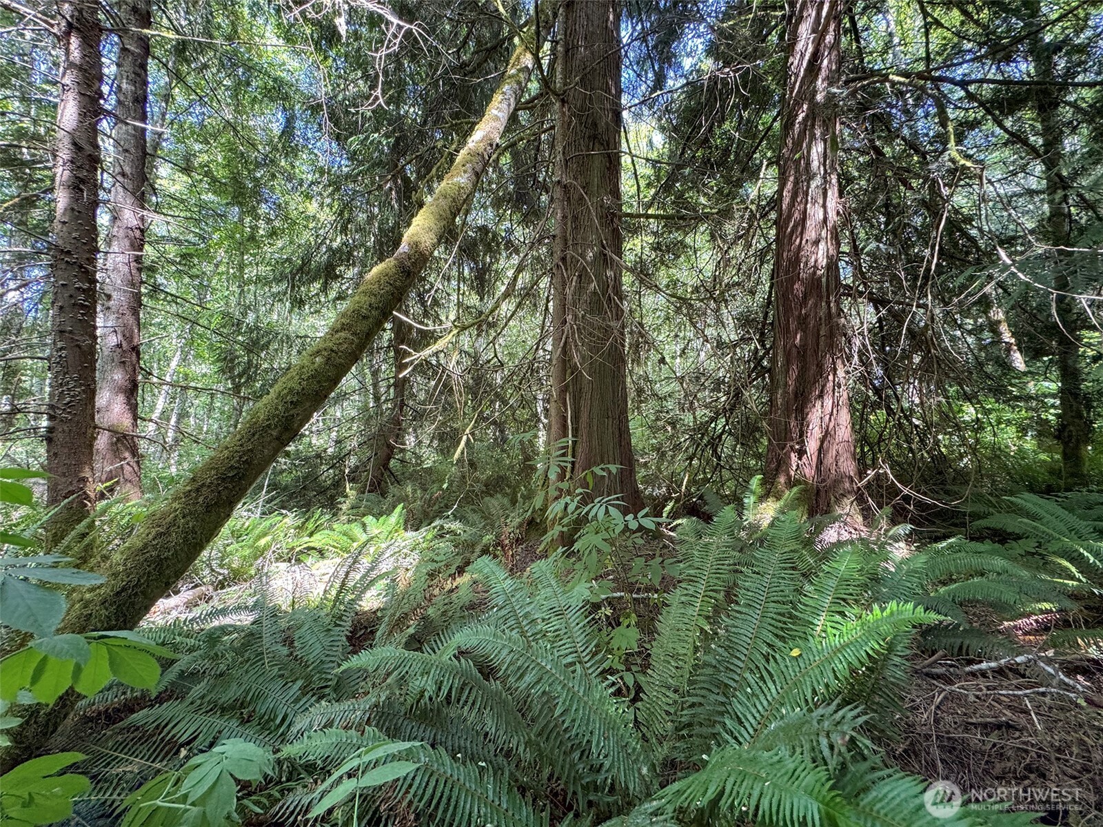 0 Thompson Road Port Angeles, WA 98363 - Photo 9 of 15 a backyard of a house with lots of green space