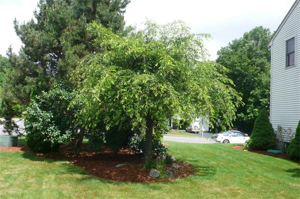 15 Pheasant Run Road Medway, MA 02053 - Photo 15 of 18 Gallery Image 15