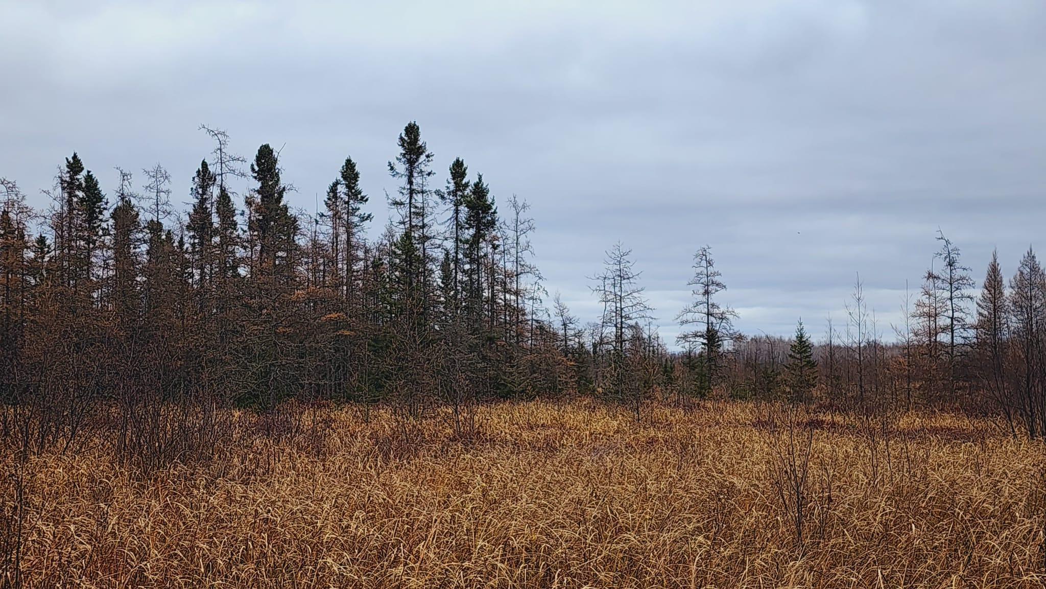 Tbd (parcel C) Tbd (parcel C) Olson Road Hinckley, MN 55037 - Photo 15 of 18