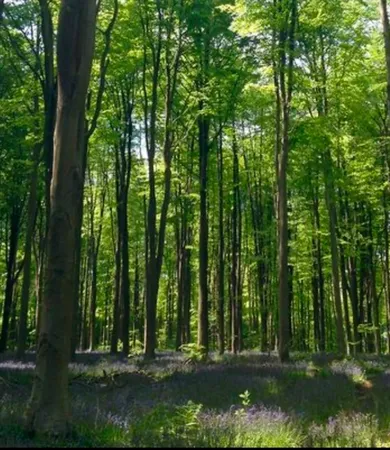 a view of backyard with green space