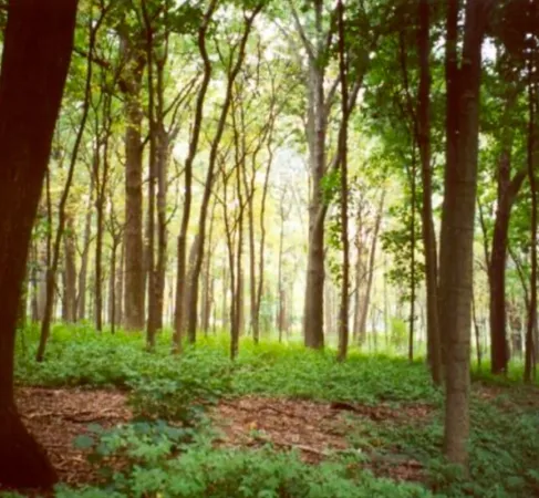 $445,000 | Lot 1 Winterberry Lane, Easton, MA 02356