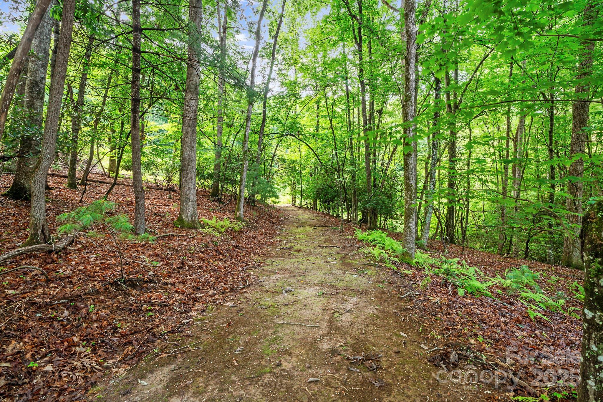 52 Dividing Ridge Trail Arden, NC 28704 - Photo 4 of 19 a backyard of a house with lots of green space