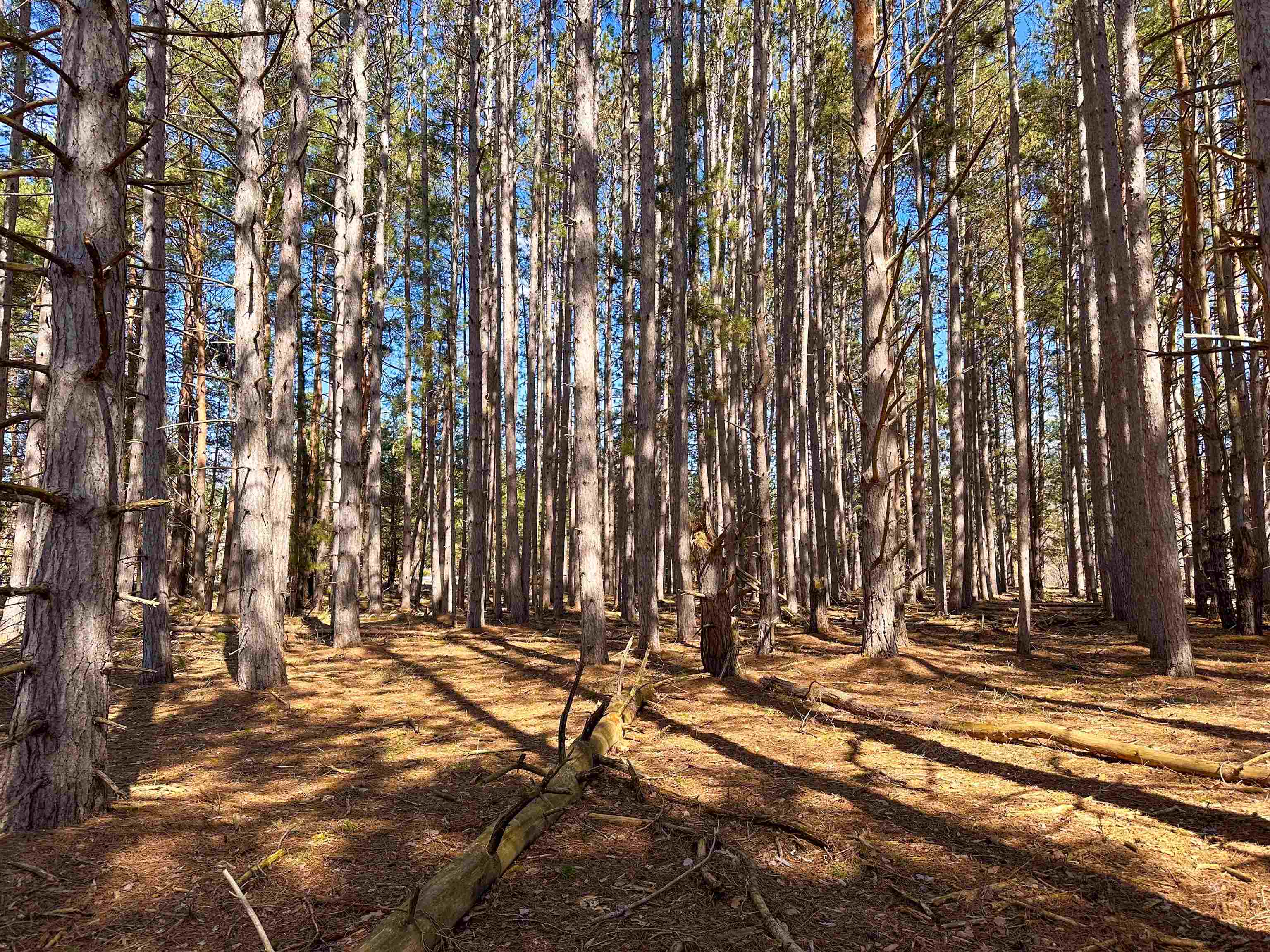 0 Nelson Road East Jordan, MI 49727 - Photo 25 of 33 Gallery Image 25