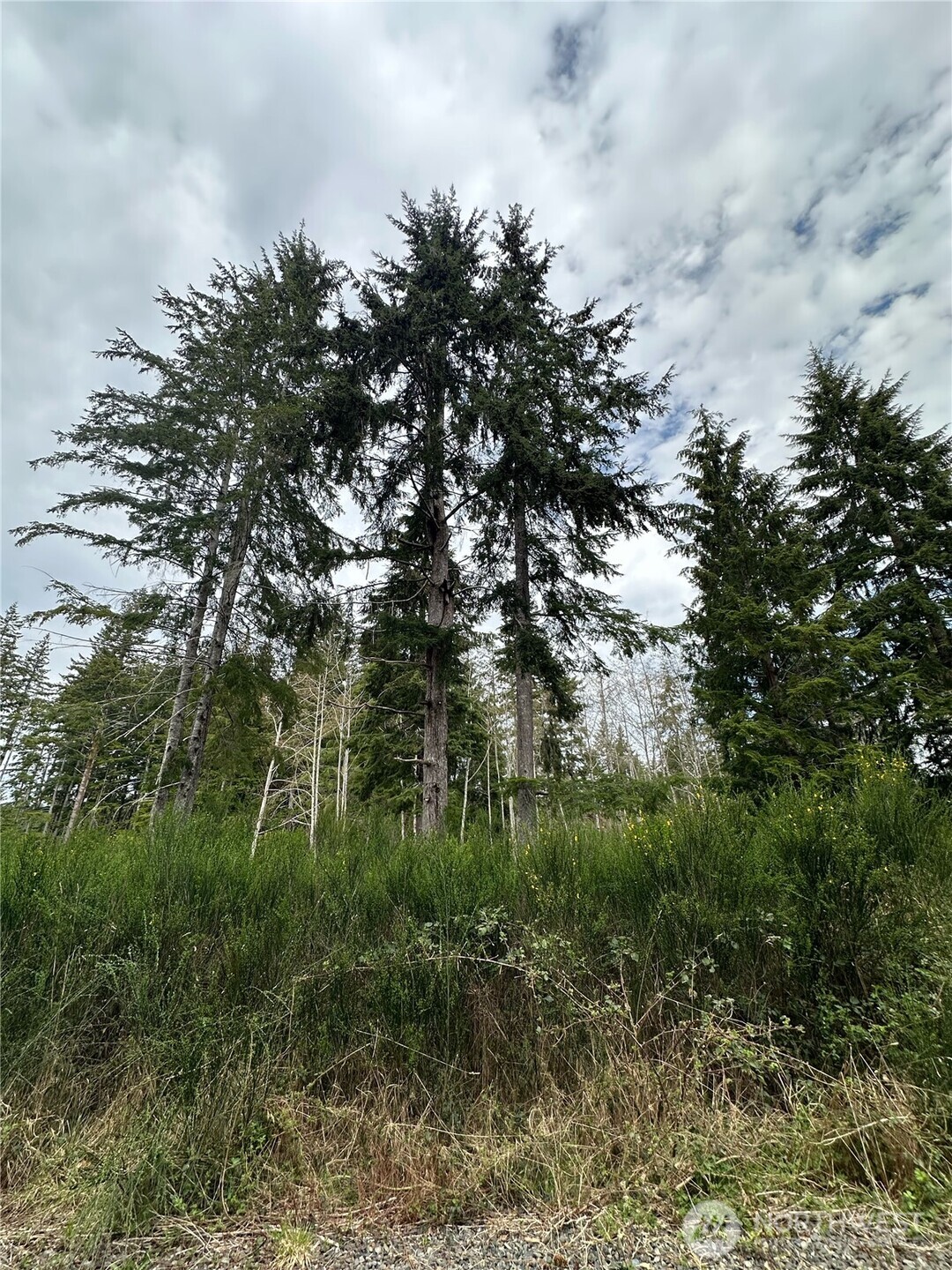 9945 Thomas Street Forks, WA 98331 - Photo 3 of 10