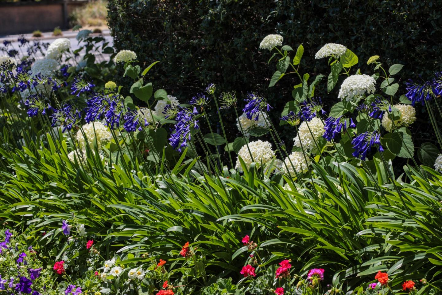 71 Bay Tree Lane Los Altos, CA 94022 - Photo 29 of 32 a picture of flowers