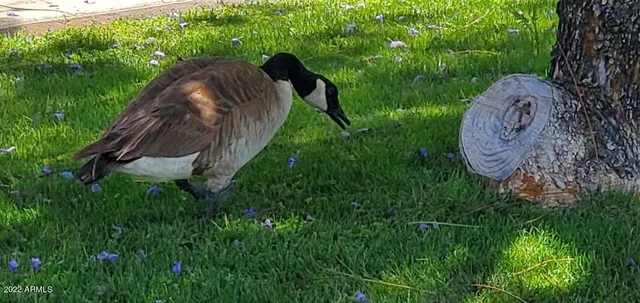 an aerial view of house with yard