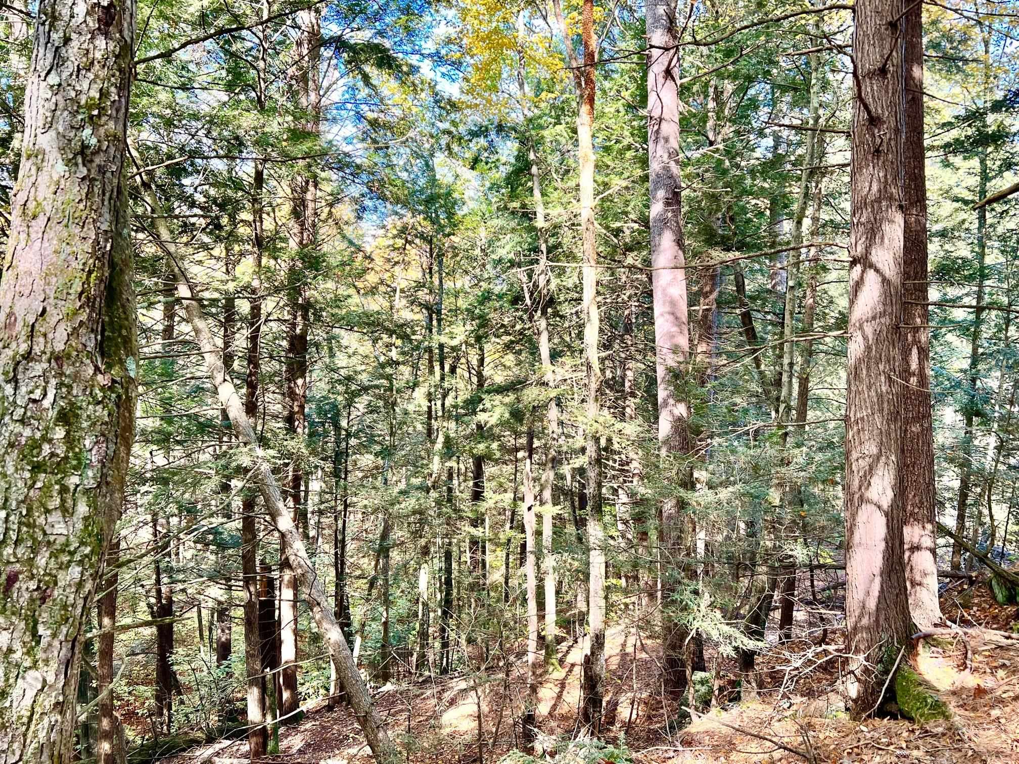 253 Hutchins Road Chesterfield, NH 03466 - Photo 5 of 17