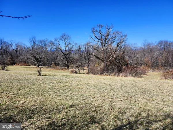 a street view with large trees