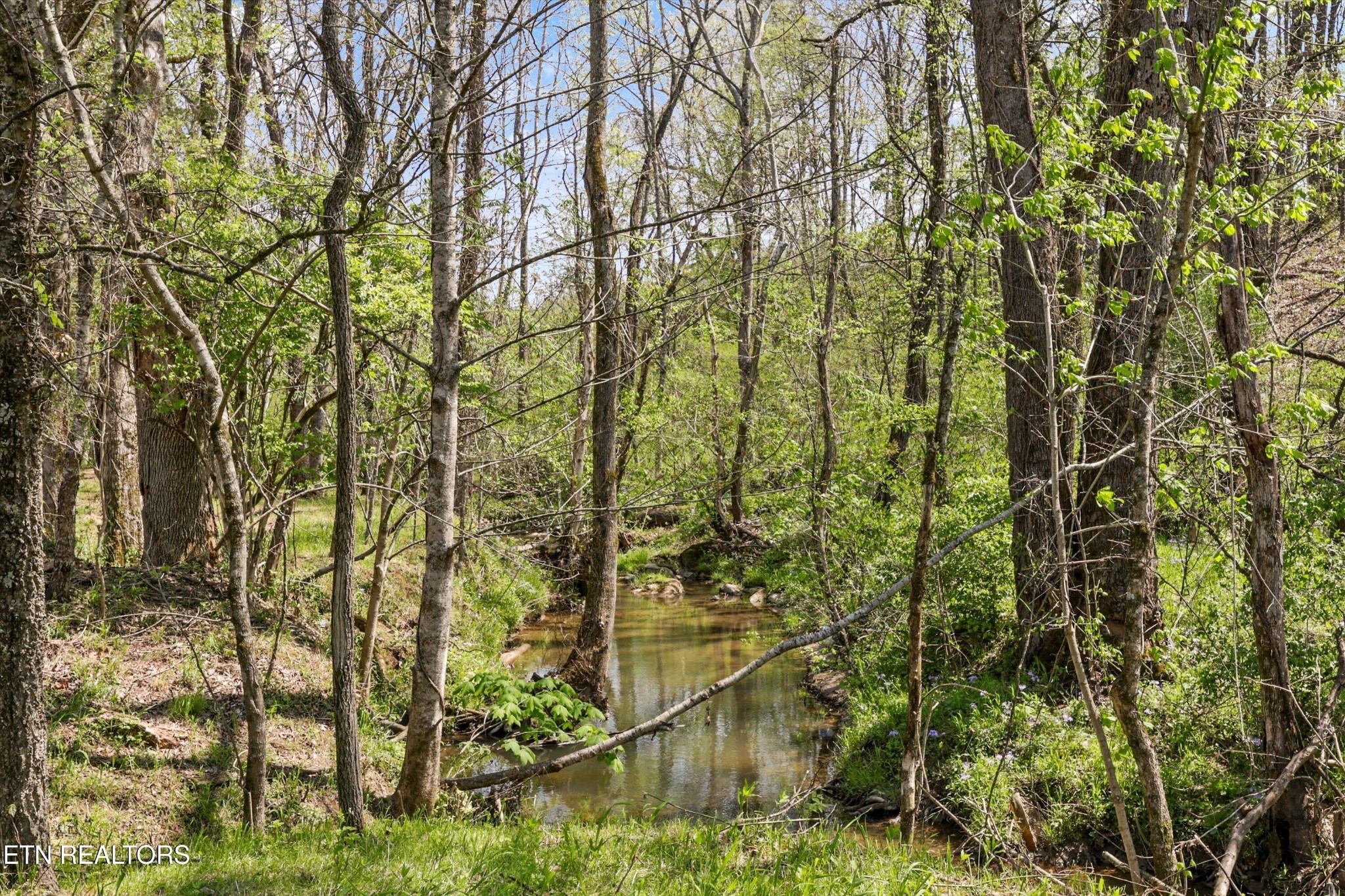 0 Indian Ridge Road Blaine, TN 37709 - Photo 4 of 17 Gallery Image 4