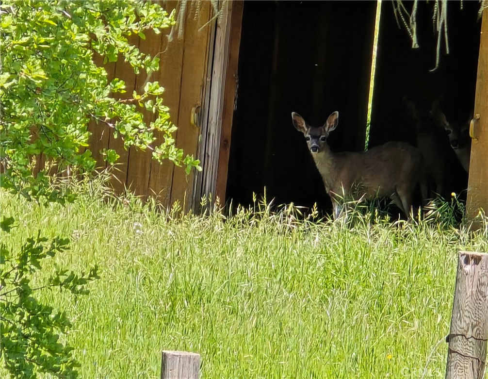 5963 Schilling Road Coulterville, CA 95311 - Photo 51 of 75 a front view of a house with a yard