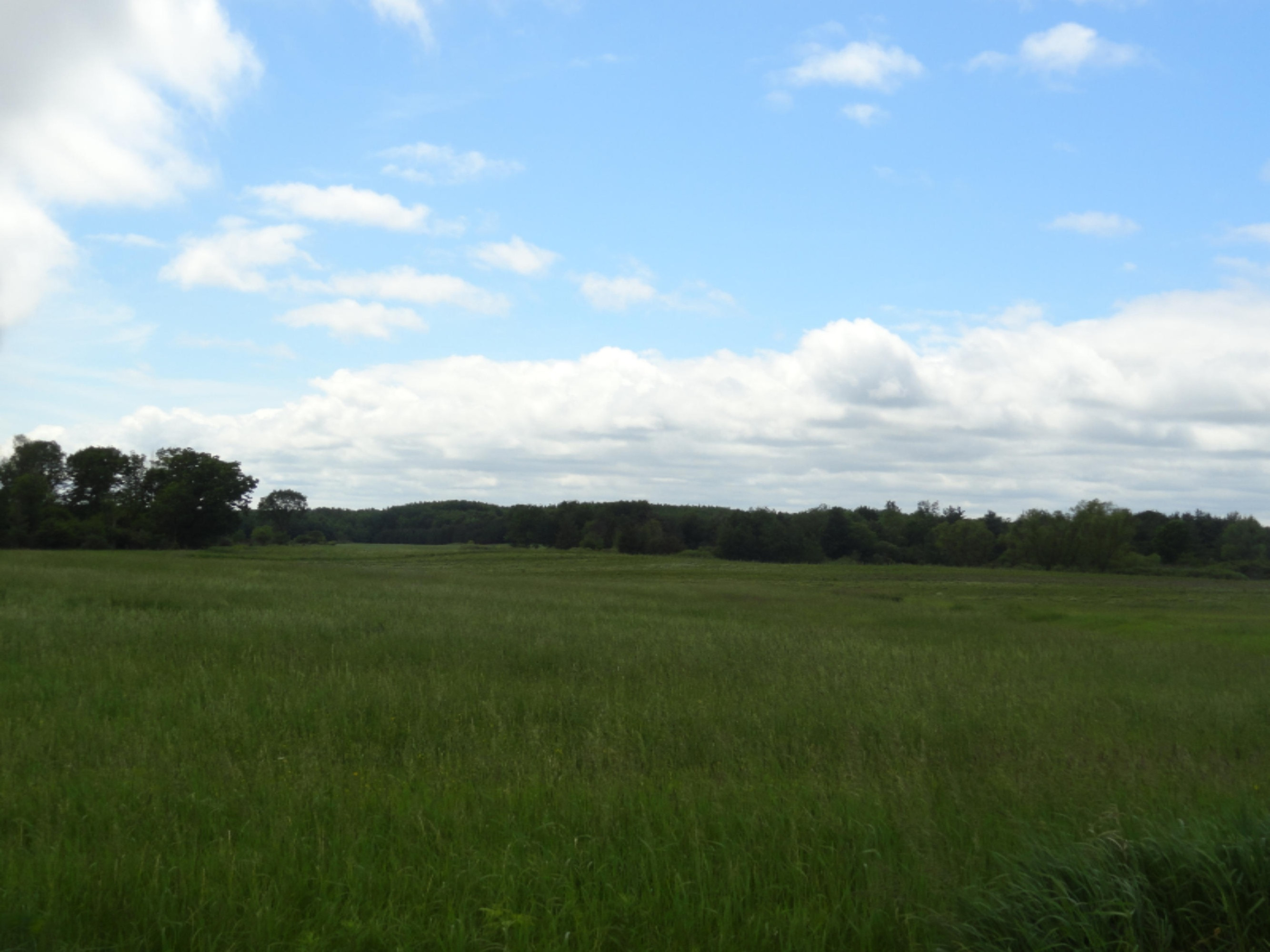 6841 South Hamilton Road Branch, MI 49402 - Photo 17 of 19 Moore 115 Ac (29)