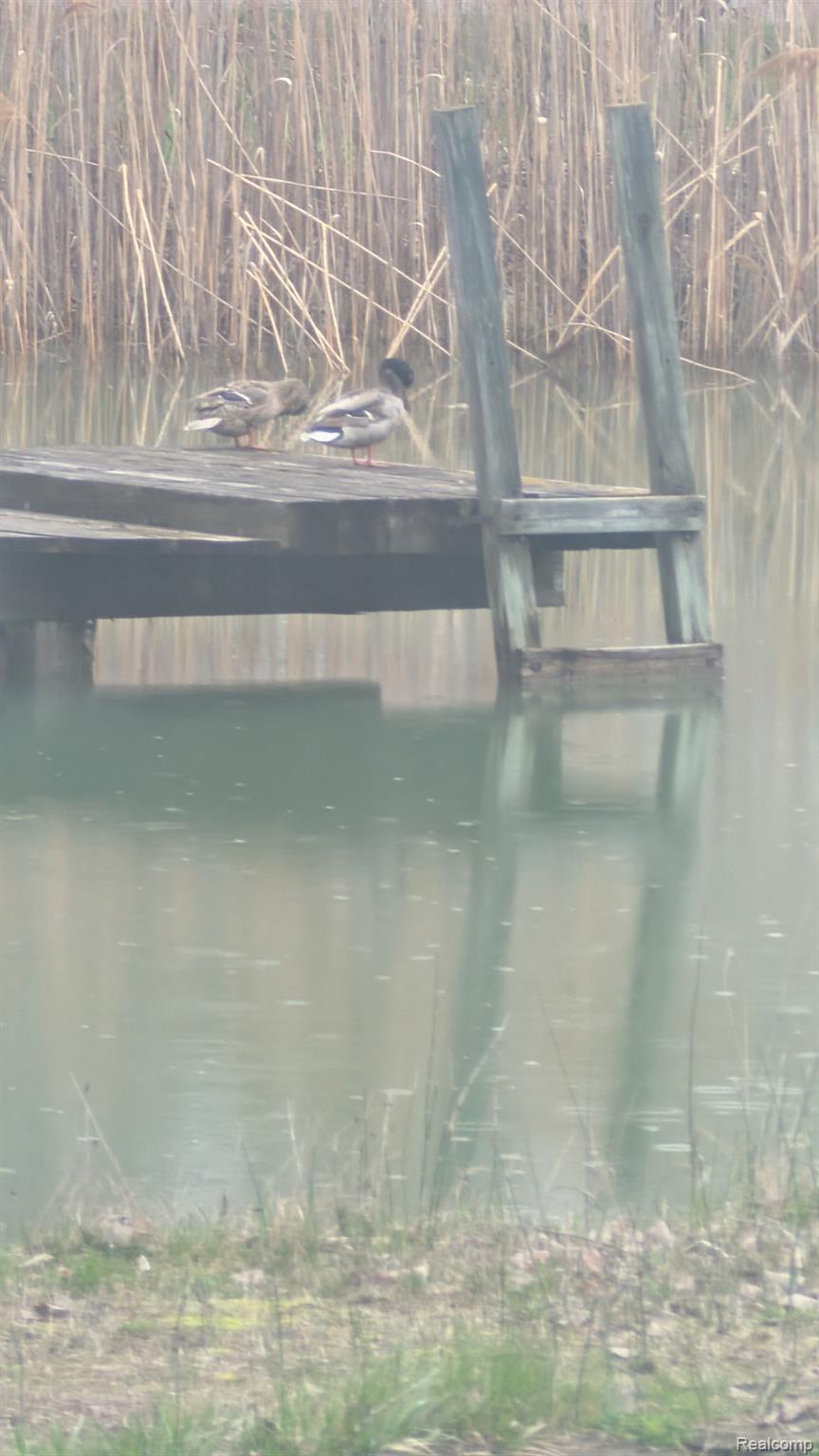 23233 30 Mile Road Ray, MI 48096 - Photo 63 of 73 Visitors in the Pond
