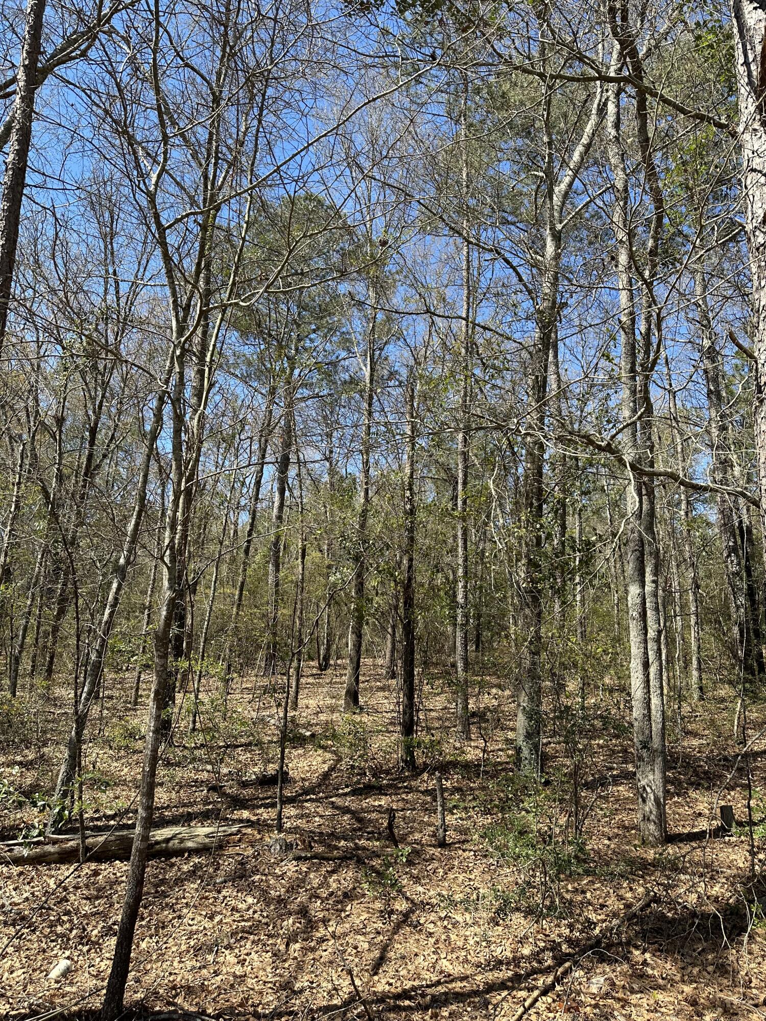 Lot 5 Horseshoe Bend Road Johnston, SC 29832 - Photo 1 of 2 Gallery Image 1