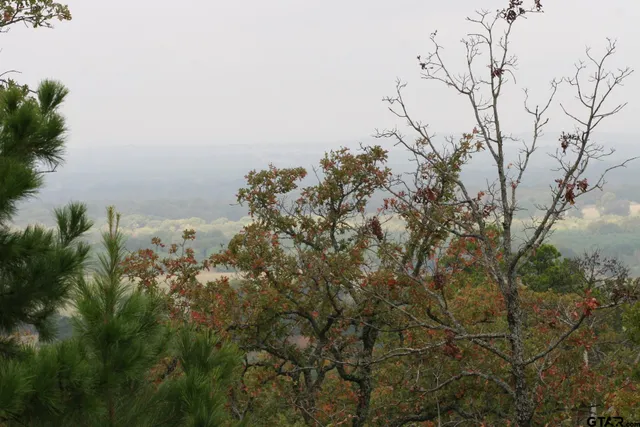 $219,900 | Lot 31 Acr 453, Montalba, TX 75853