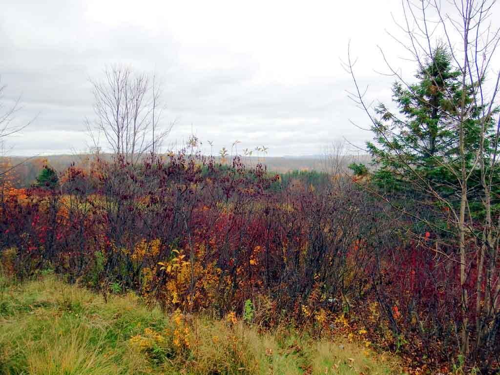 Lot 16 B North Road Patten, ME 04765 - Photo 15 of 31 patten-me-land-zannini-4