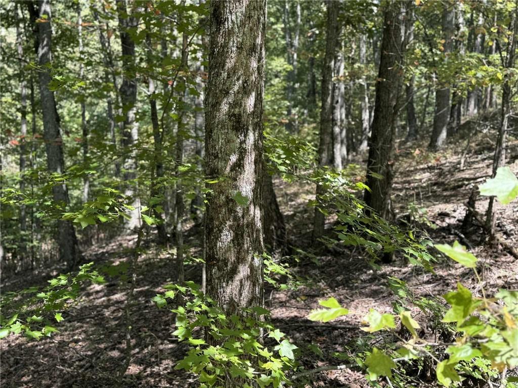 1005 Mayfield Lane Northeast Ranger, GA 30734 - Photo 12 of 15 a view of a tree