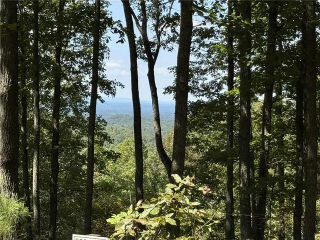 a view of a forest with trees in the background