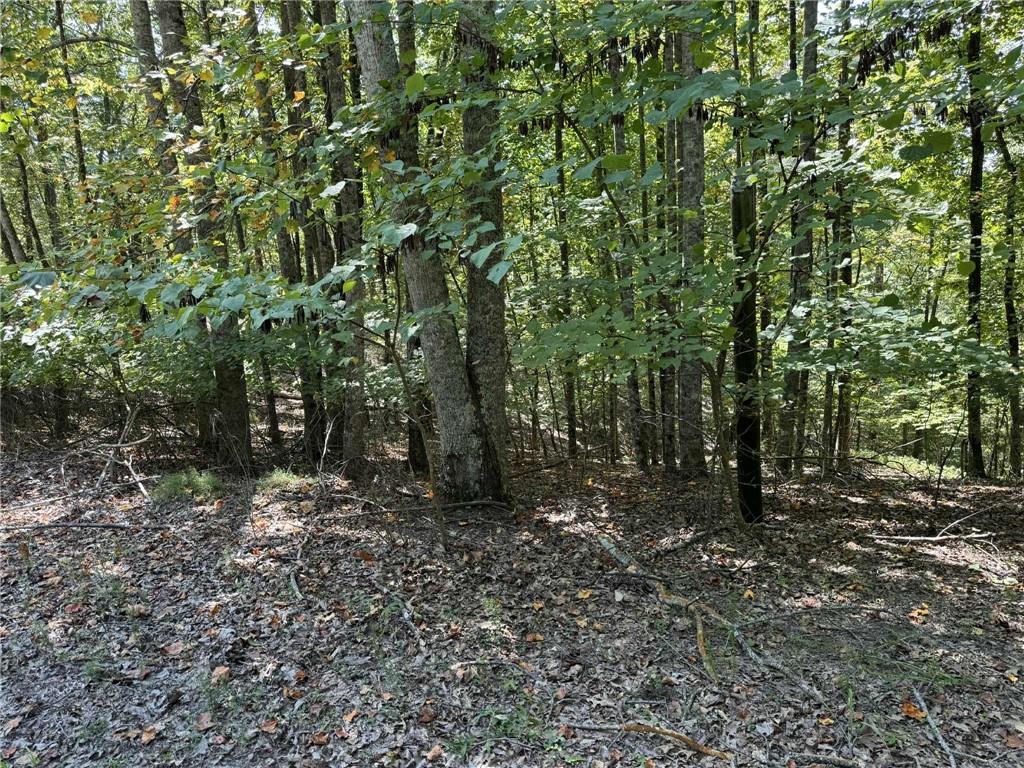 1005 Mayfield Lane Northeast Ranger, GA 30734 - Photo 4 of 15 a view of a forest with trees in the background