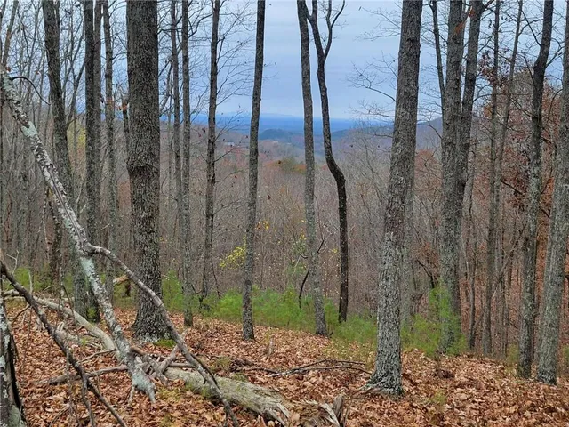 a view of a forest filled with trees