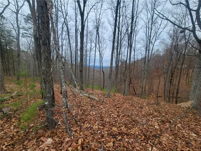 a view of a forest with trees