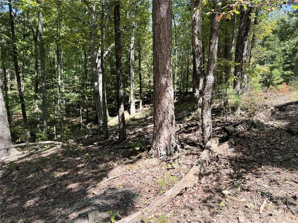 1005 Mayfield Lane Northeast Ranger, GA 30734 - Photo 9 of 15 a view of a forest with trees