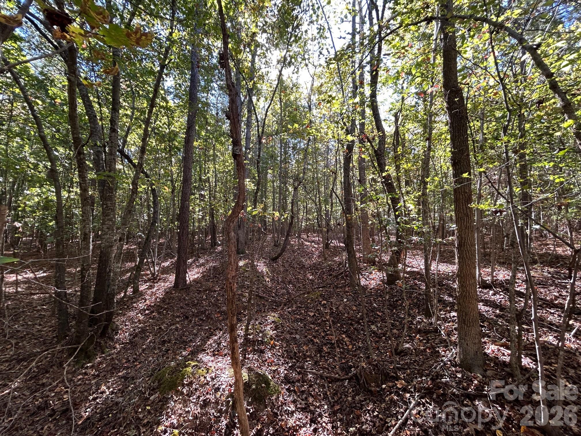 5-ac Lot 3 5-ac Road Richburg, SC 29729 - Photo 26 of 42 a view of forest
