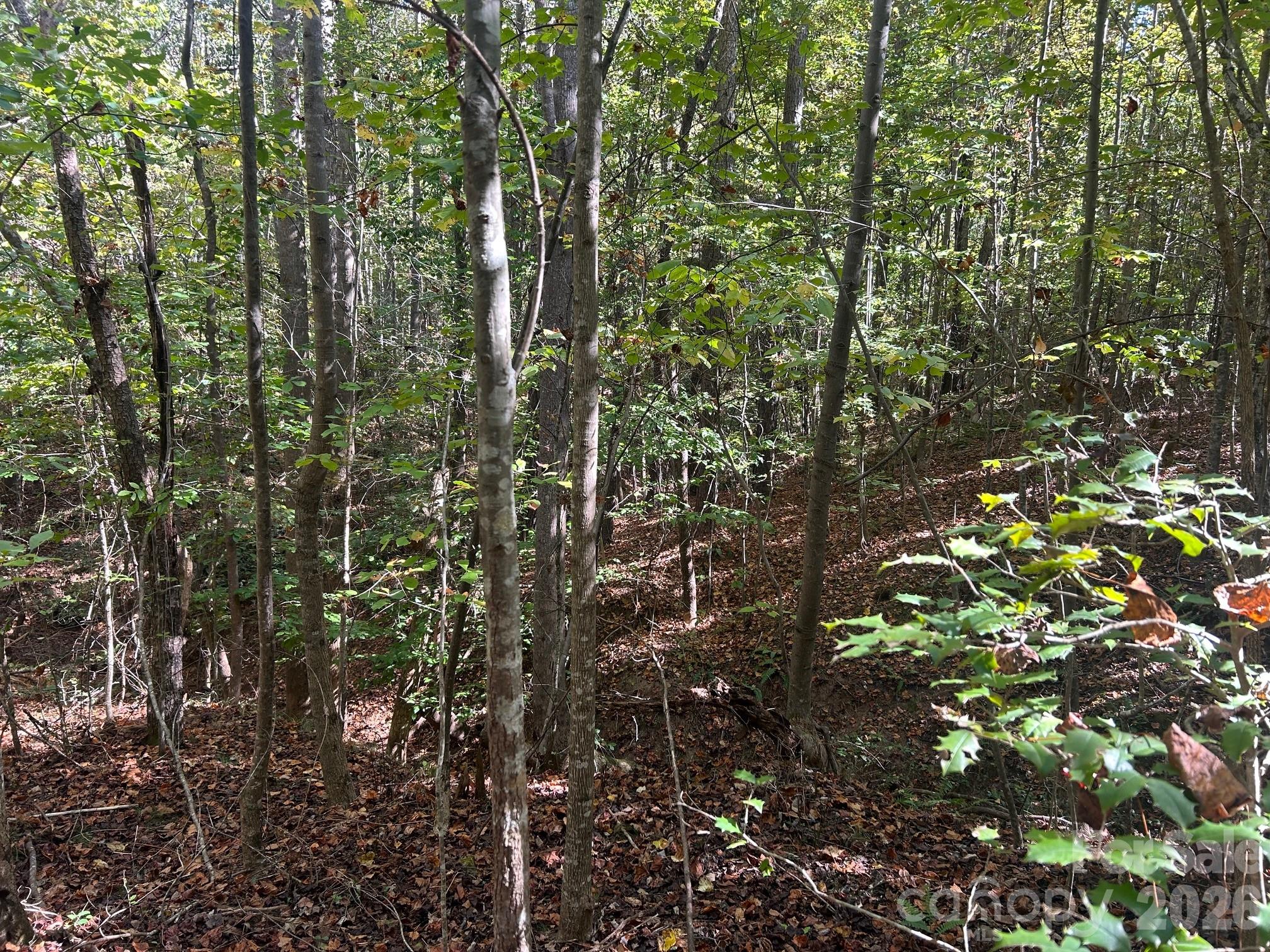 5-ac Lot 3 5-ac Road Richburg, SC 29729 - Photo 30 of 42 a view of a tree