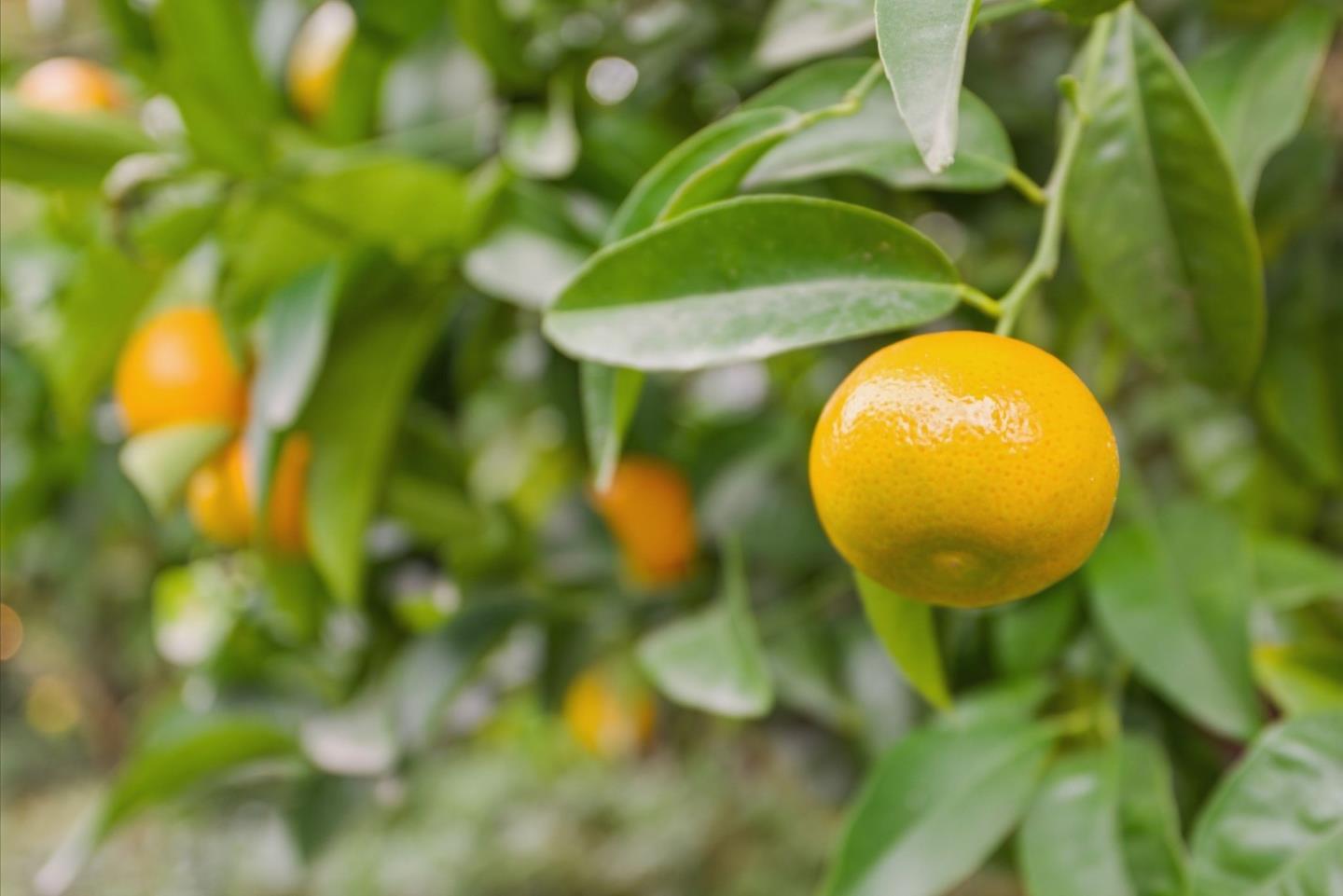 1242 Wagon Way Gilroy, CA 95020 - Photo 39 of 48