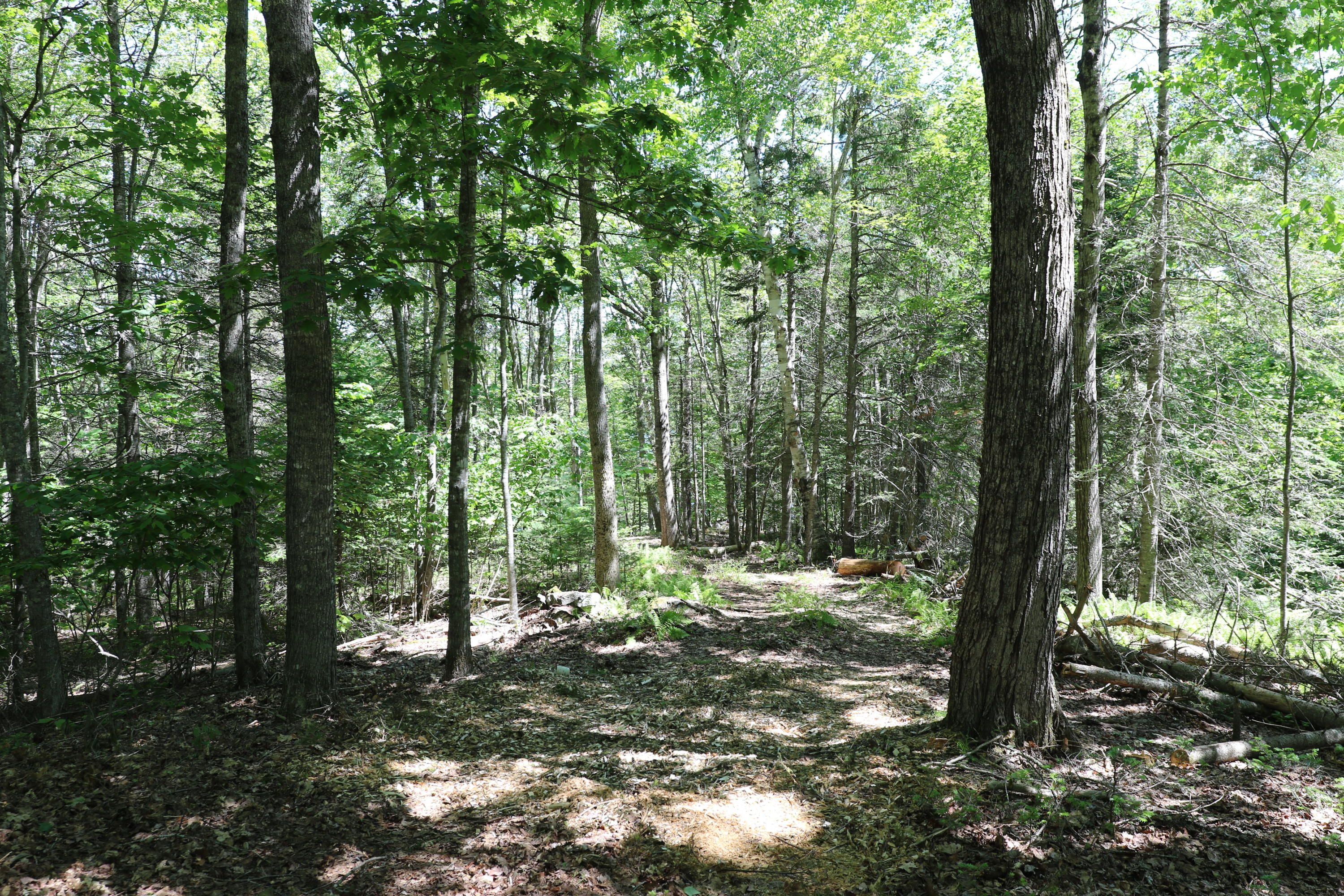 Lot 5 Newbury Neck Road Surry, ME 04684 - Photo 4 of 10 133A8870