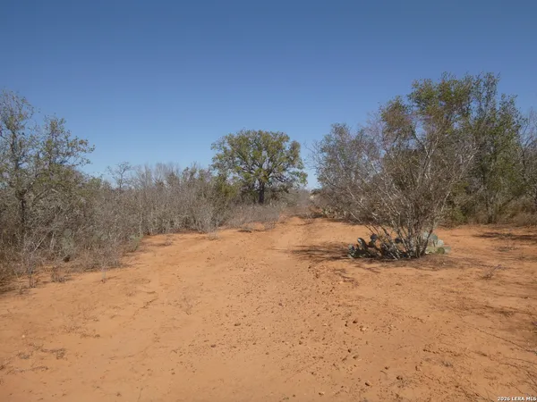 a view of a yard with trees in front of it