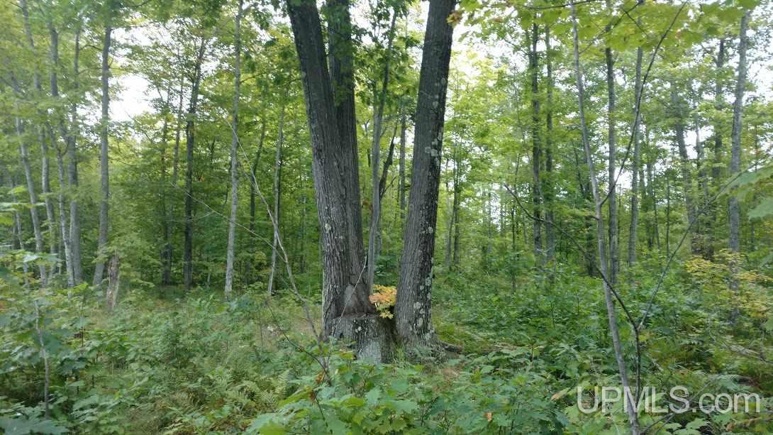 Tbd Wassa Road Calumet, MI 49913 - Photo 3 of 12