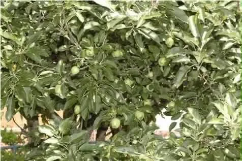 $335,000 | 208 Cedar Point Lane, South Pittsburg, TN 37380