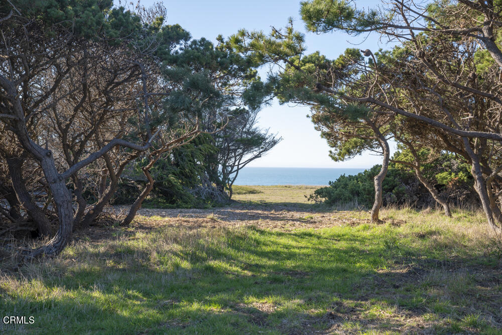 45370 Caspar Point Road Caspar, CA 95420 - Photo 10 of 25 a view of a yard with a tree