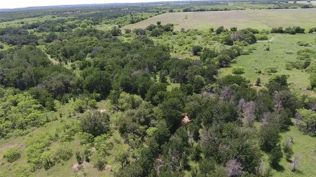 a view of a forest with trees in the background