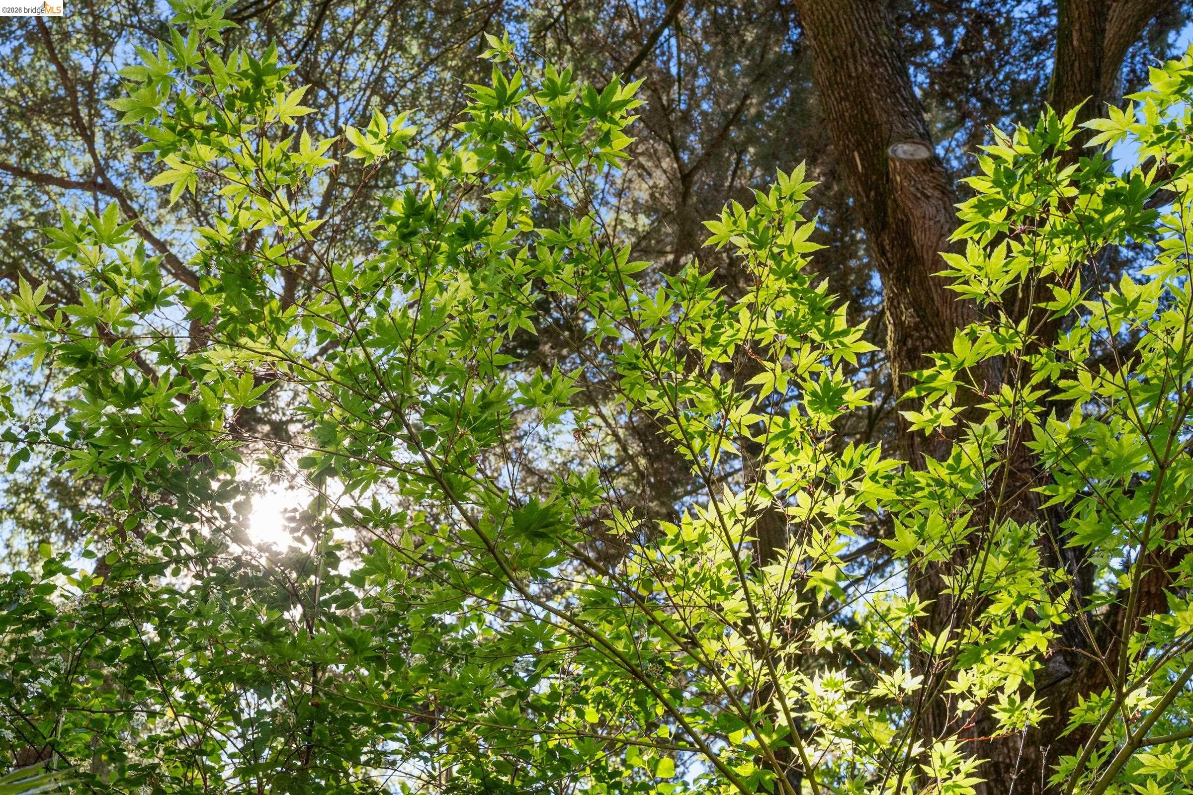 6600 Heather Ridge Way Oakland, CA 94611 - Photo 56 of 58 View of nature