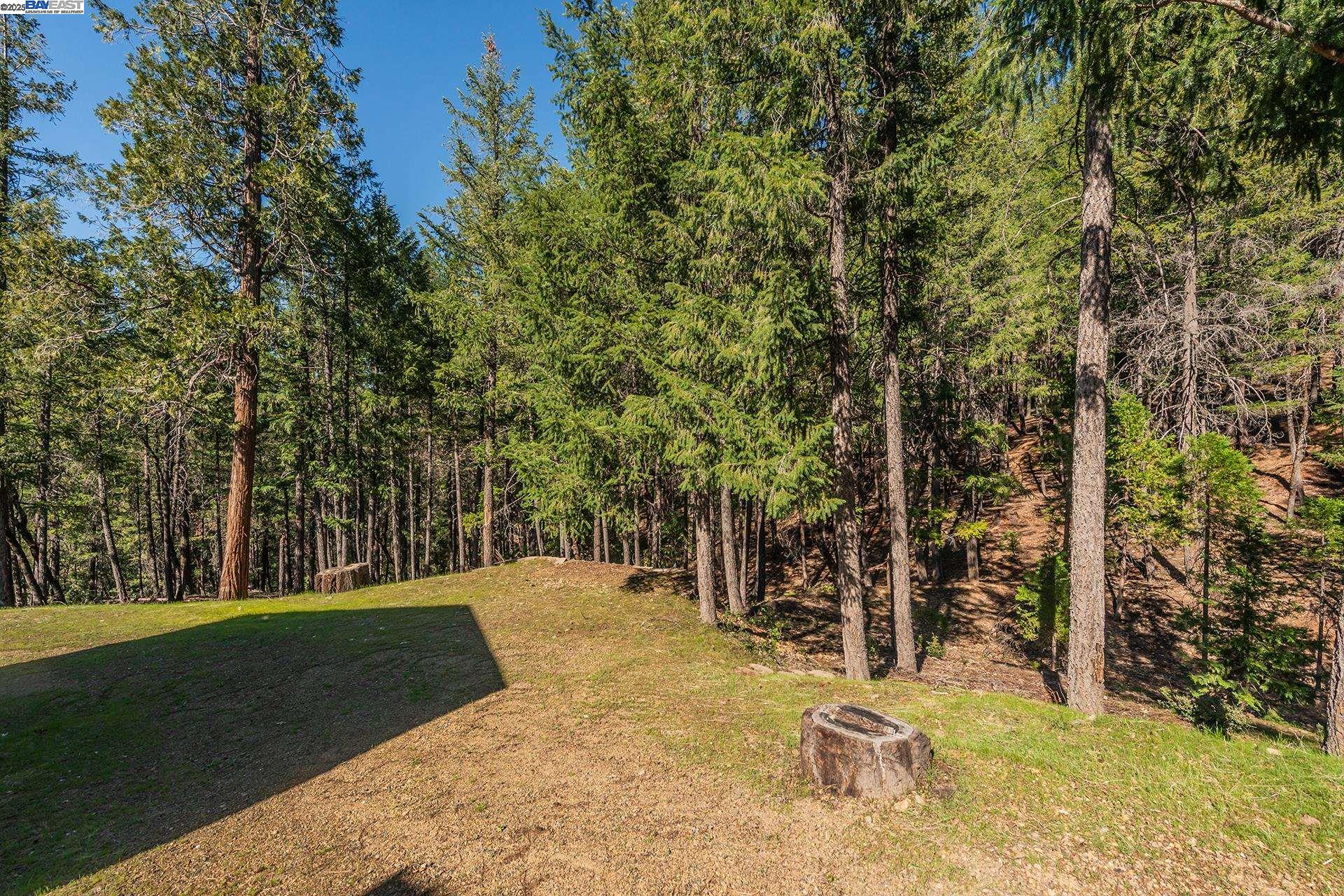8341 East Side Road Trinity Center, CA 96091 - Photo 40 of 58 a view of a park with large trees