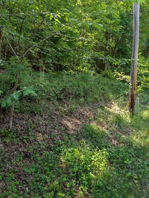 0 Talc Mine Road Murphy, NC 28906 - Photo 8 of 8 a view of a lush green forest