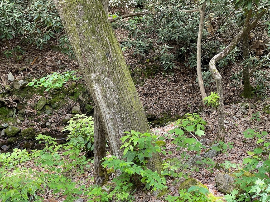 3394 Rocky Ridge Road Cosby, TN 37722 - Photo 27 of 58