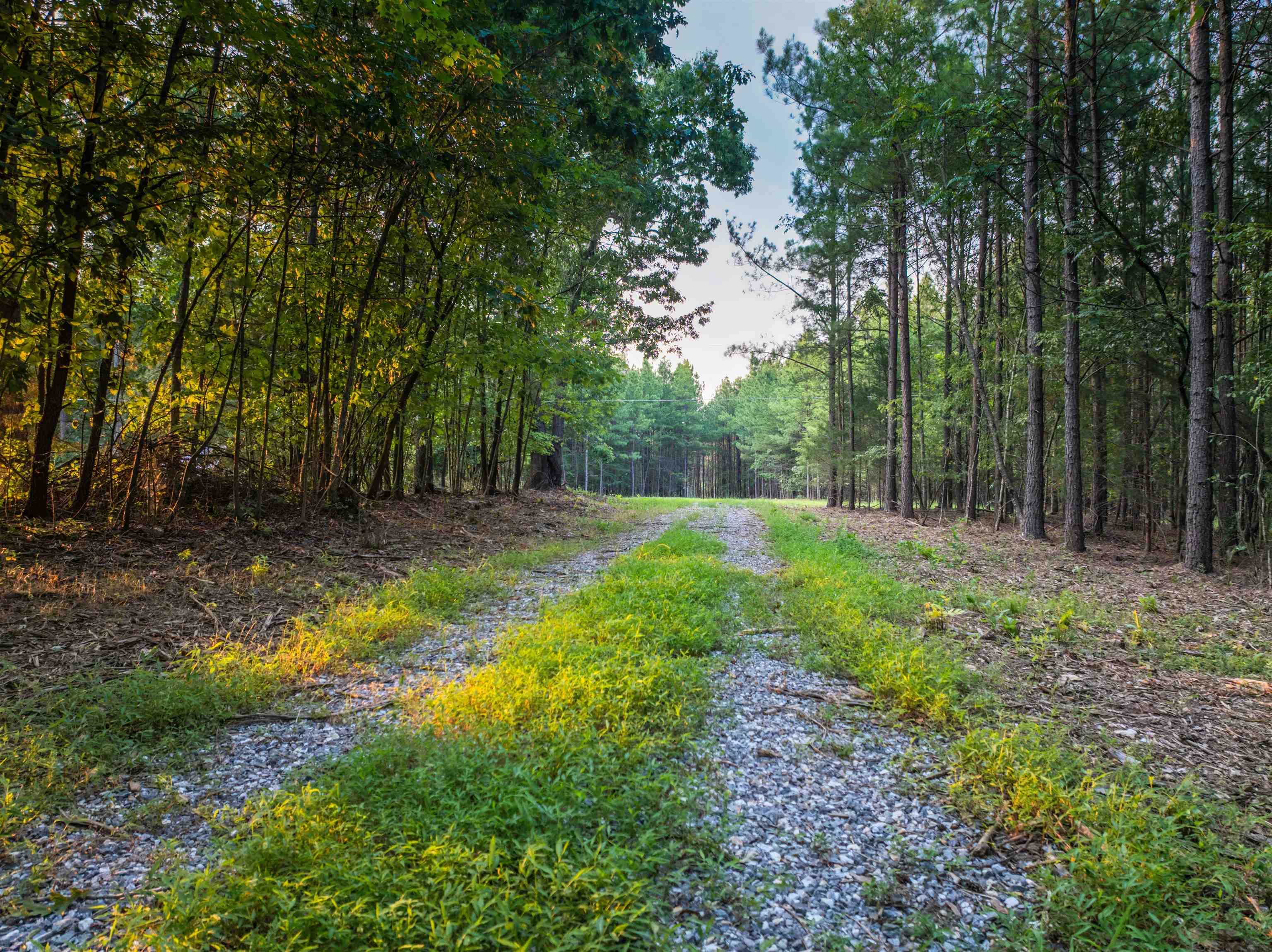 0 Mountain Cut Road Appomattox, VA 24522 - Photo 13 of 55 Gallery Image 13