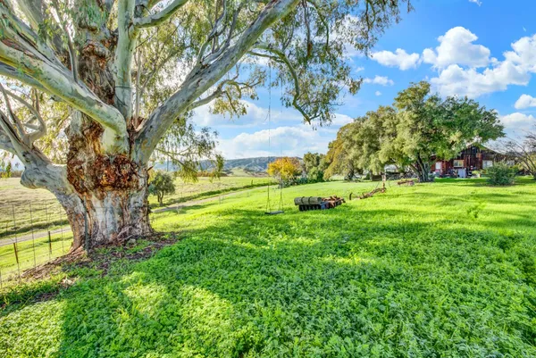 a view of a park with large trees