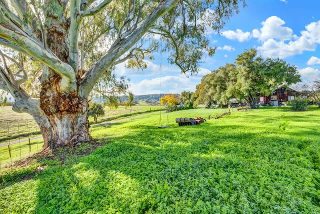 a view of a park with large trees