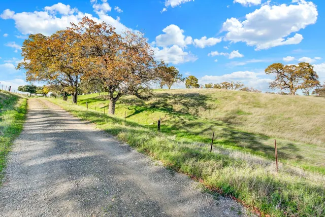 a view of a big yard with plants and large trees