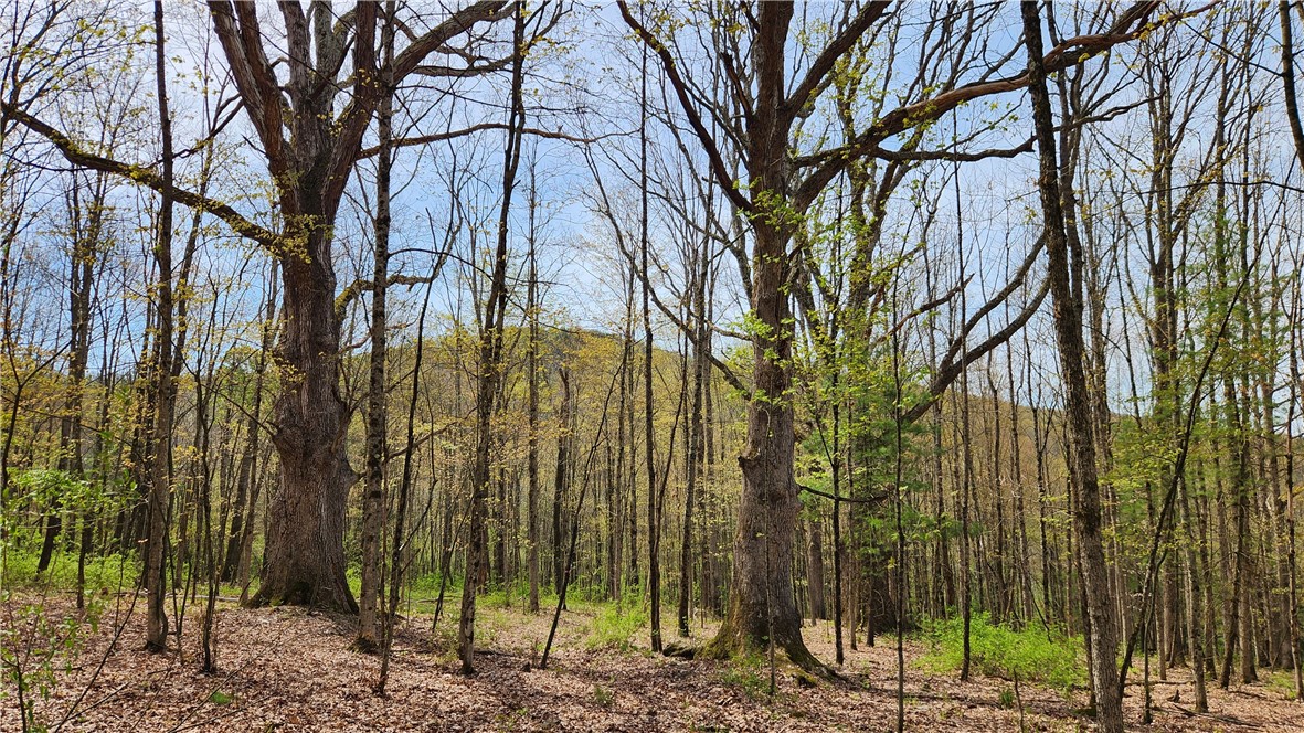 185 Lawrence Road Newark Valley, NY 13811 - Photo 35 of 50