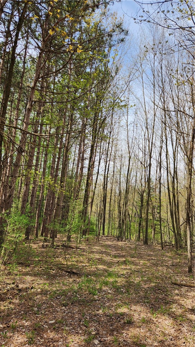 185 Lawrence Road Newark Valley, NY 13811 - Photo 36 of 50