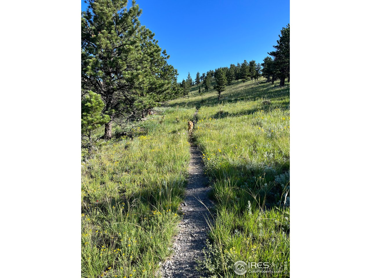 8323 West Fork Road Boulder, CO 80302 - Photo 34 of 36 a view of a garden