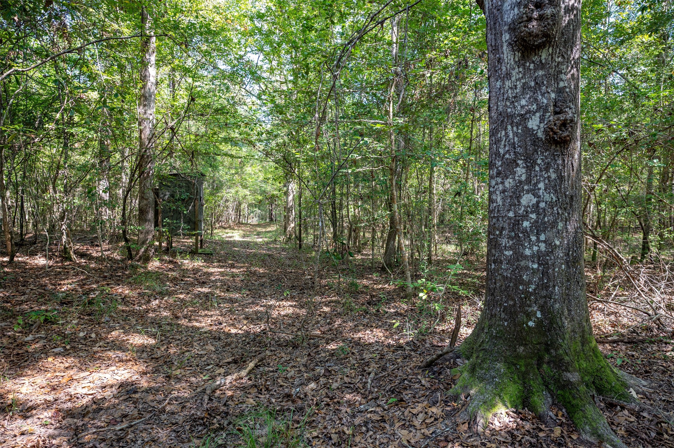 4520 County Road 4520 Warren, TX 77664 - Photo 2 of 11