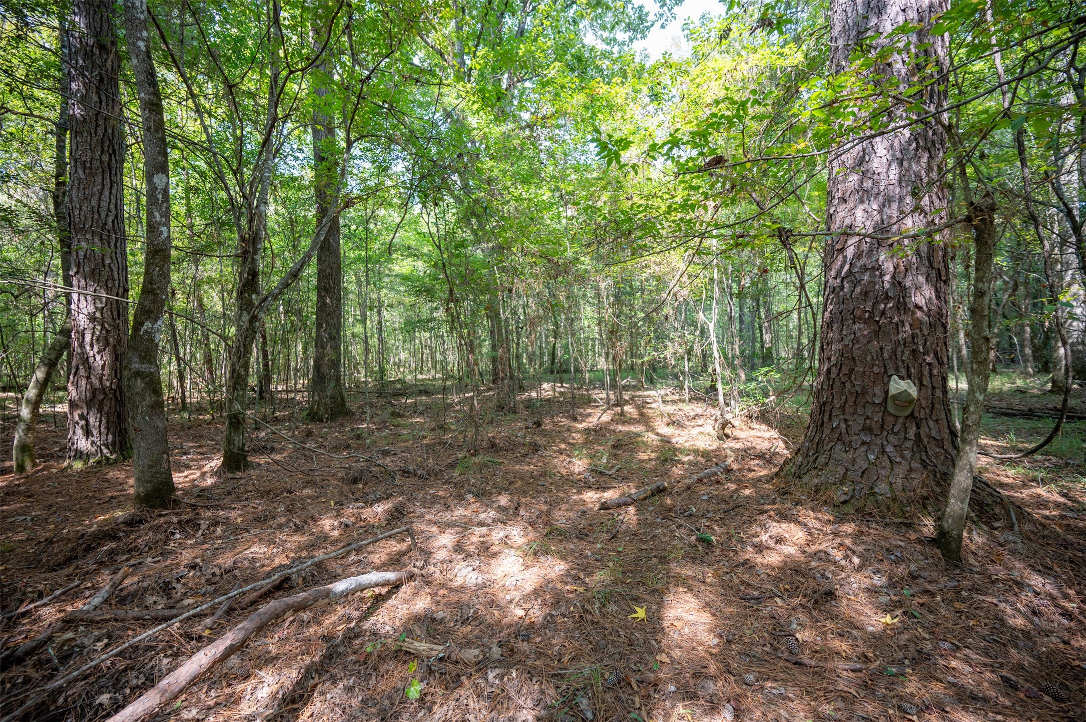 4520 County Road 4520 Warren, TX 77664 - Photo 3 of 11