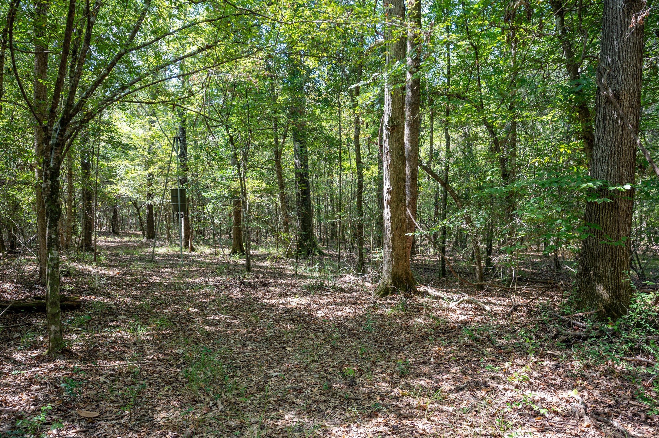 4520 County Road 4520 Warren, TX 77664 - Photo 6 of 11