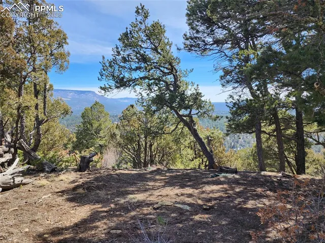 a view of a tree in a field